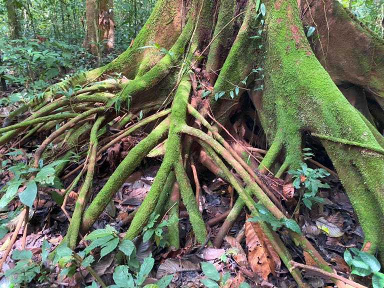 Visiting Mulu National Park, day 3