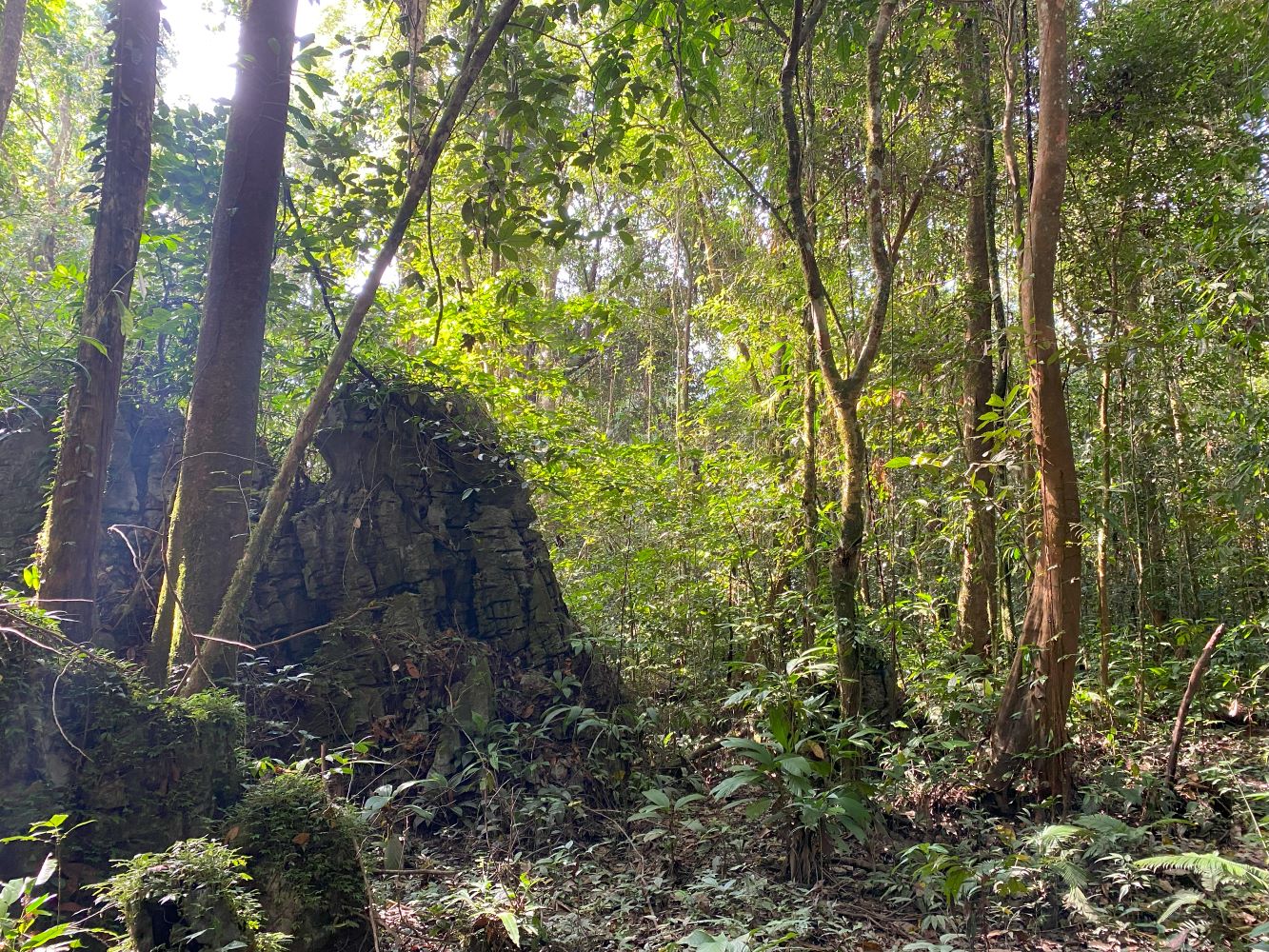 3 weeks in Borneo: Mulu National Park, day 2