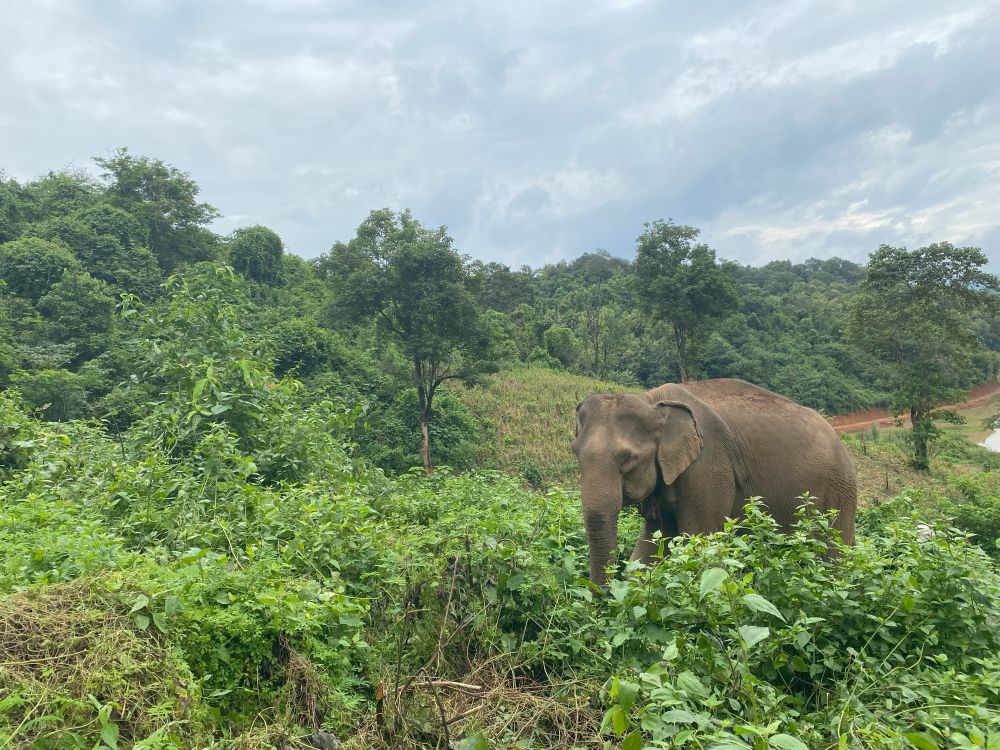 An Asian elephant stands amongst greenery in Laos.